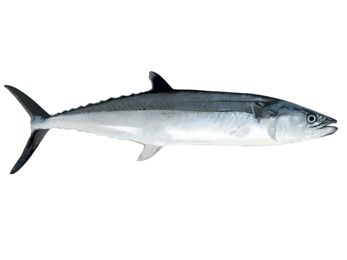 Cero Mackerel